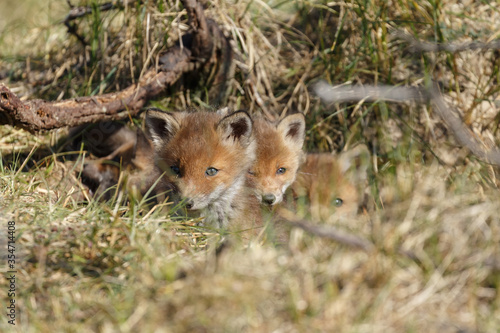 Red fox cub in nature in springtime © Menno Schaefer