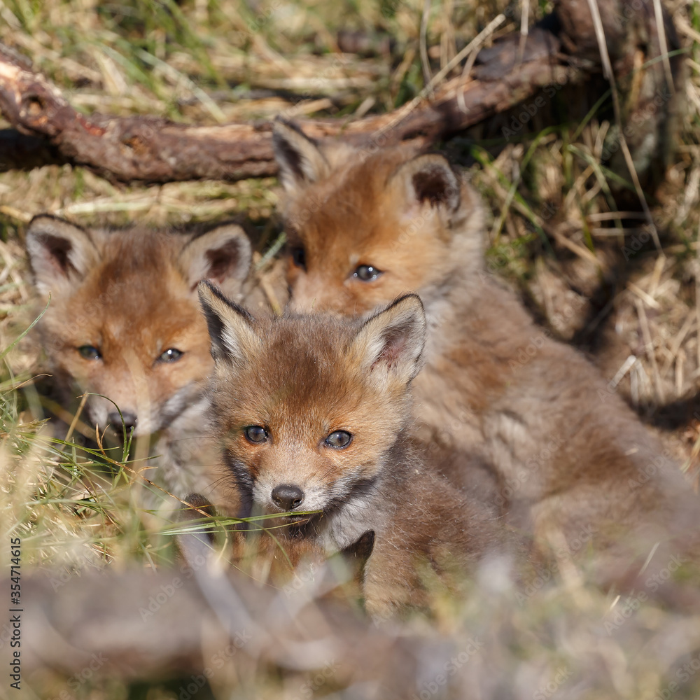 Red fox cub in nature in springtime Red fox cub in nature in springtime