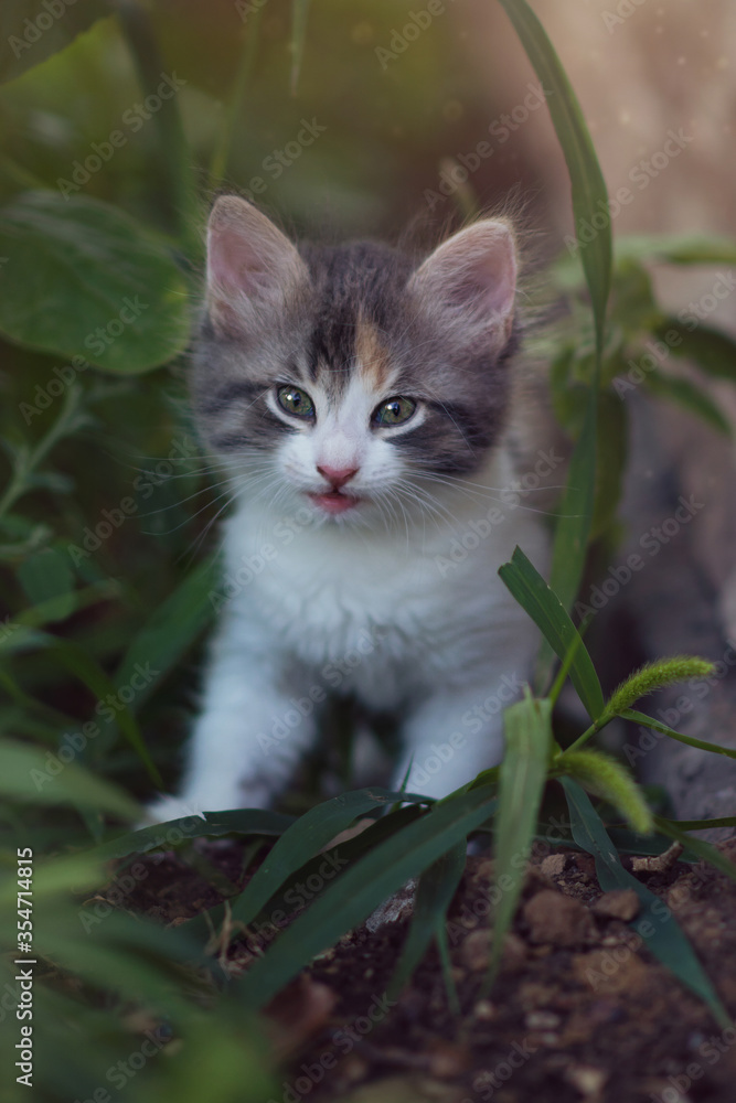 A curious beautiful multi-colored kitten is looking at the camera while sitting in the bushes. A curious beautiful multi-colored kitten is looking at the camera while sitting in the bushes.