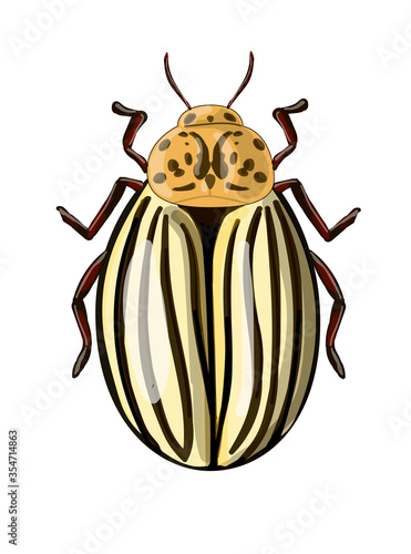 Stock vector illustration. Colorado potato beetle, top view. Drawing isolated on white background © Ольга Ева