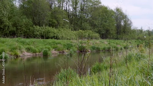 Landscape with a narrow river next to a forest and flying gulls in slow motion video