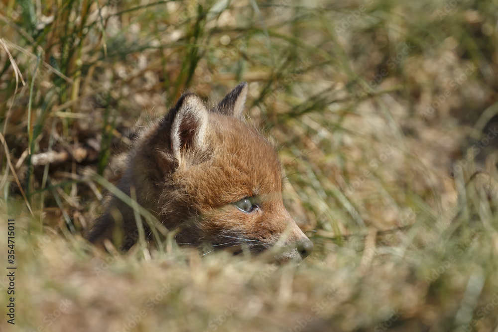 Fototapeta premium Red fox cub in nature in springtime