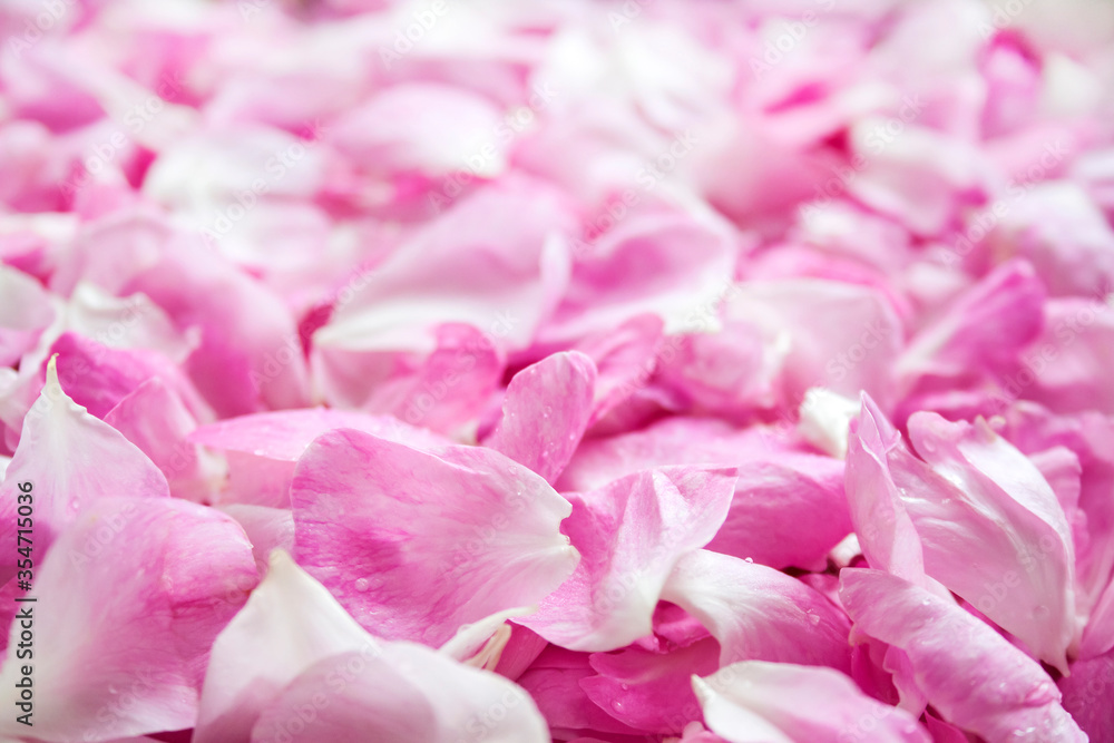 Background of fresh pink rose petals