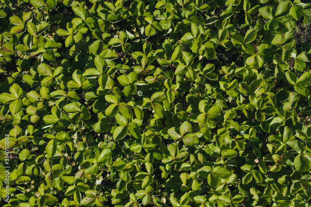 The texture of blooming strawberries and green leaves. Photography, concept, top view. The texture of blooming strawberries and green leaves. Photography, concept, top view.