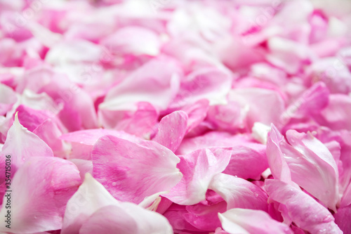 Background of fresh pink rose petals © tynza