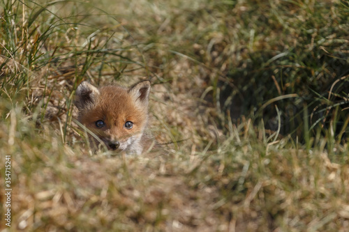 Red fox cub in nature in springtime