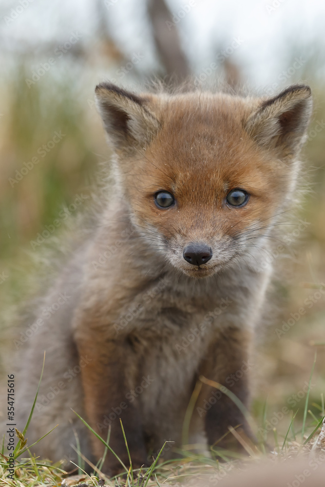 Fototapeta premium Red fox cub in nature in springtime