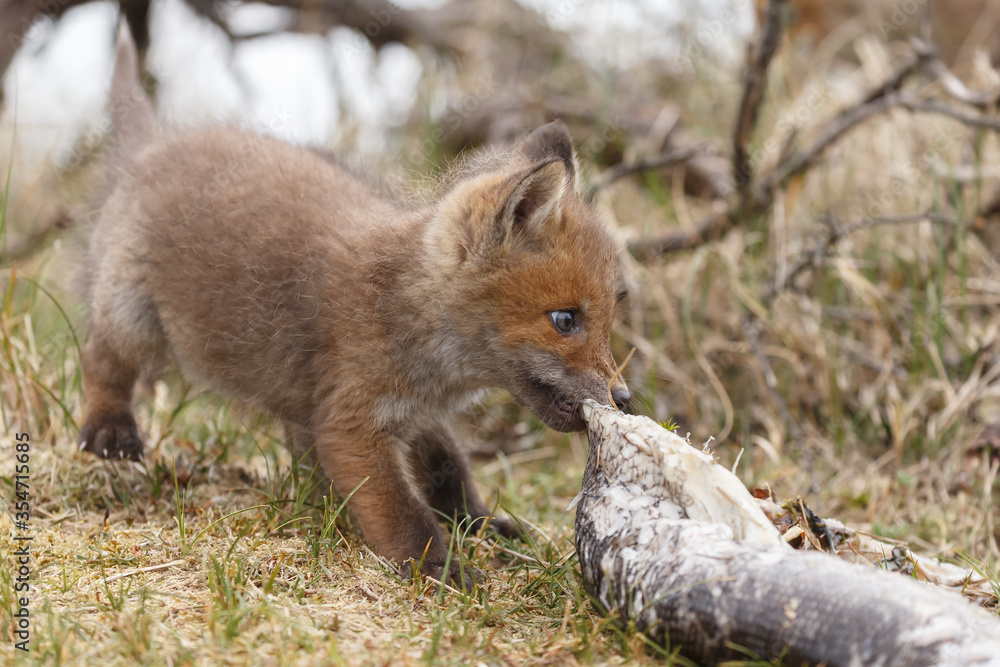 Fototapeta premium Red fox cub in nature in springtime
