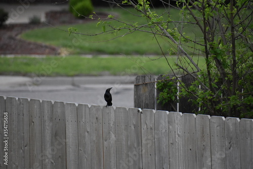 crow on the fence © 敏惠 吴