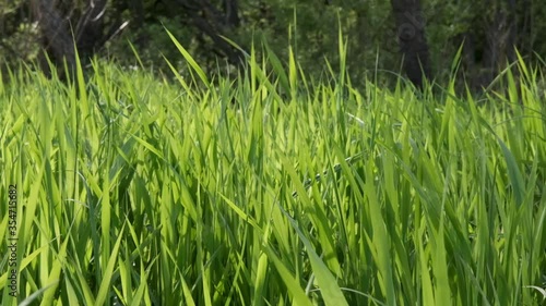 Bright juicy grass in slow motion video swaying in the wind against the background of trees