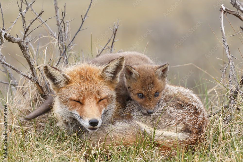 Fototapeta premium Red fox cub in nature in springtime