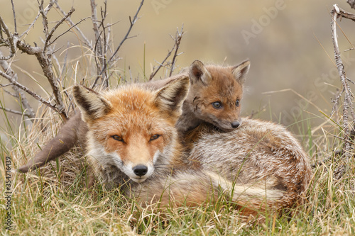 Red fox cub in nature in springtime © Menno Schaefer