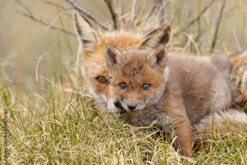 Fototapeta premium Red fox cub in nature on a springday.