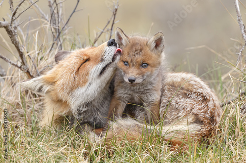 Quadro su tela Red fox cub in nature on a springday.
