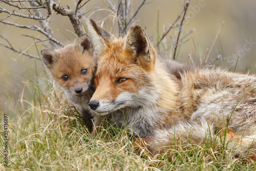 Red fox cub in nature on a springday.
