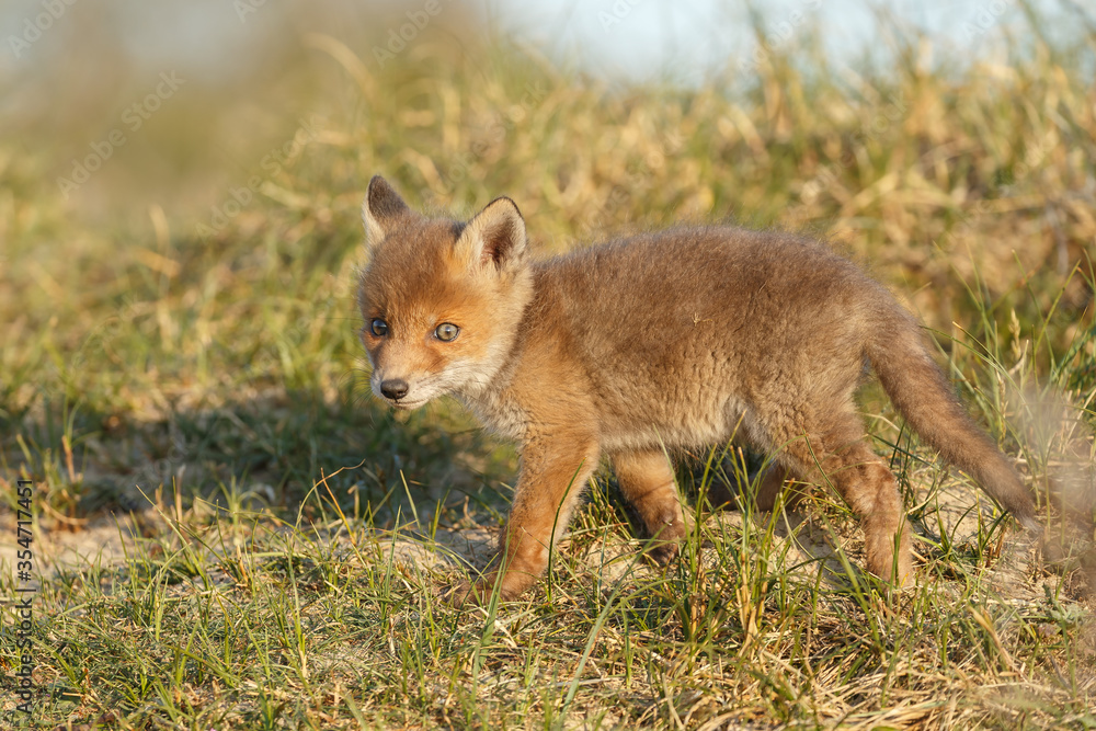 Fototapeta premium Red fox cub in nature on a springday.