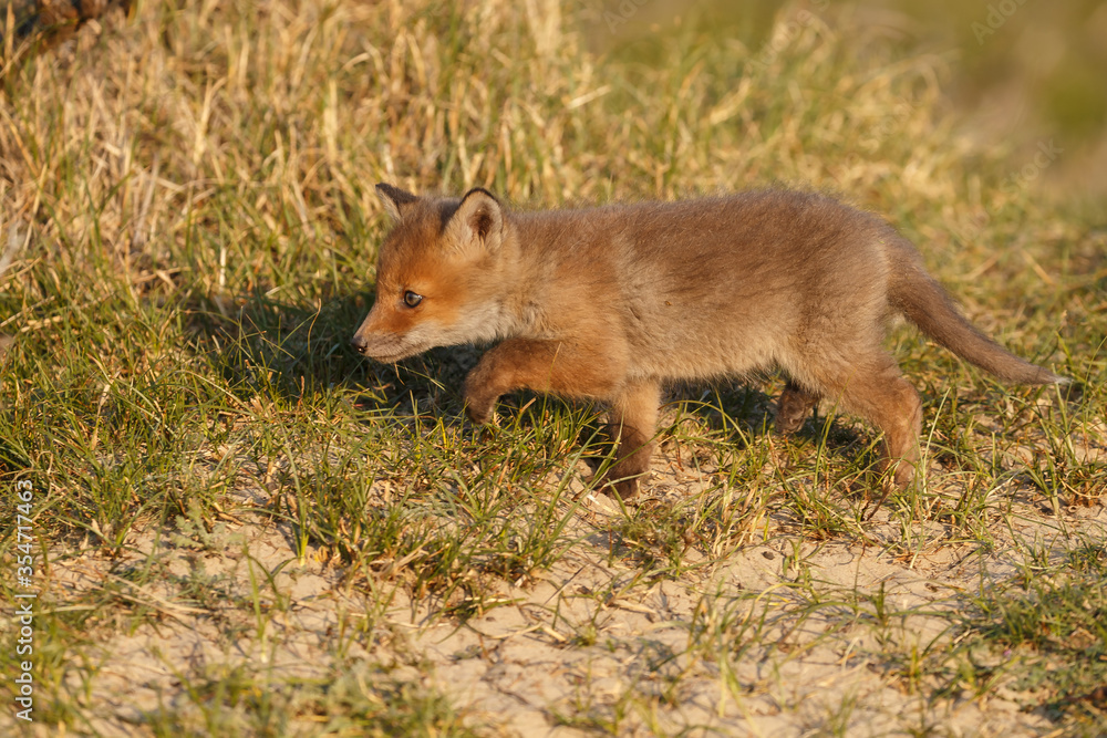 Red fox cub in nature on a springday. Red fox cub in nature on a springday.