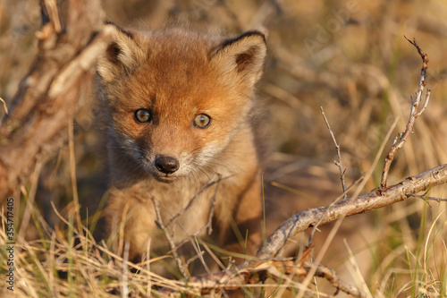 Red fox cub in nature on a springday.