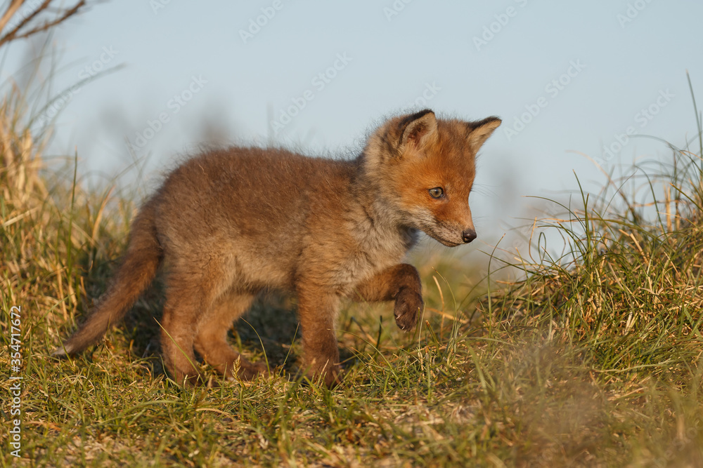 Fototapeta premium Red fox cub in nature on a springday.