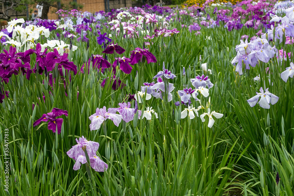 色鮮やかな菖蒲の花　東京都葛飾区　日本