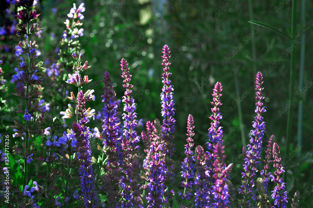 Landscape photo of clusters of woodland sage salvia plants in the garden Landscape photo of clusters of woodland sage salvia plants in the garden