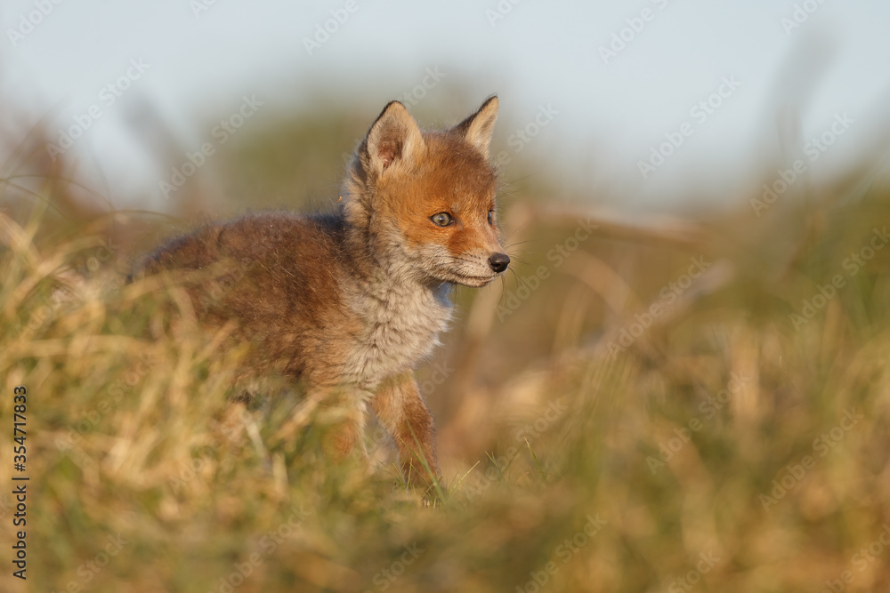 Naklejka premium Lis czerwony w przyrodzie na wiosnę.