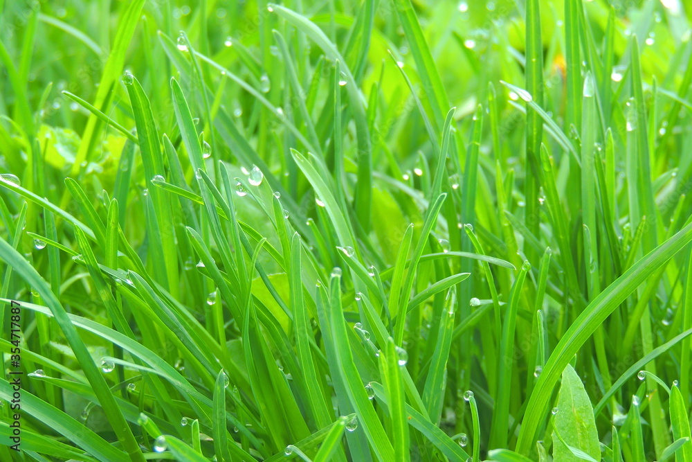 drops of dew on the grass after rain drops of dew on the grass after rain