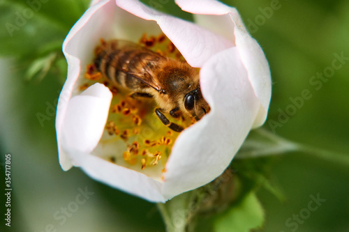 Fototapeta Naklejka Na Ścianę i Meble -  Little bee seeks protection in a pink semi-closed flower, depth of field, macro shots. Germany.