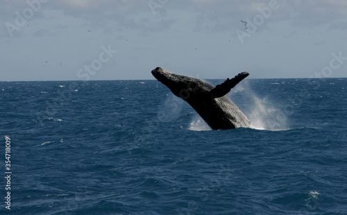 caravelas, bahia / brazil - october 10, 2012: Humpback whale is seen during jumping in the sea in the Caravelas region, southern Bahia. photo