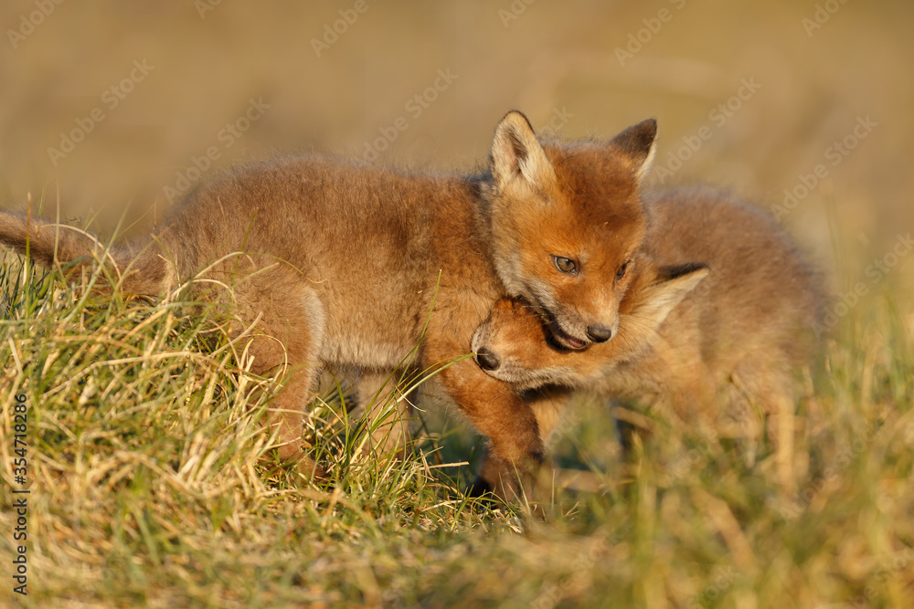 Fototapeta premium Red fox cub in nature on a springday.