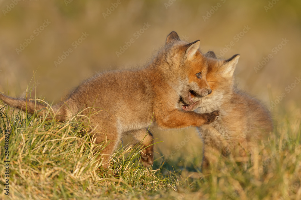 Red fox cub in nature on a springday.