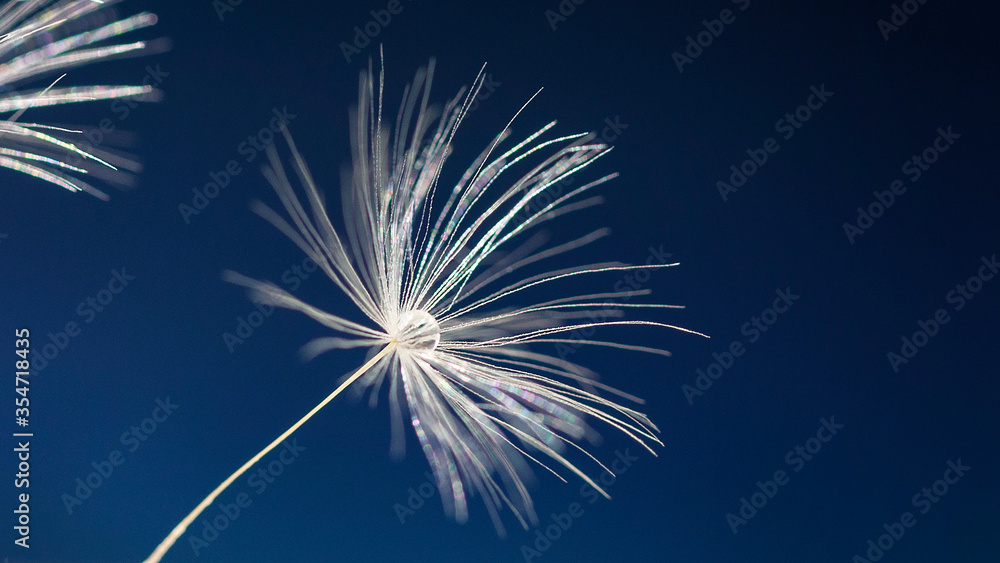 Fototapeta premium Macro shot of a dandelion. A drop of water on a dandelion