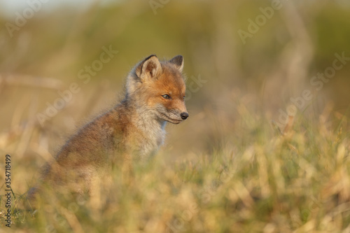 Red fox cub in nature on a springday. © Menno Schaefer