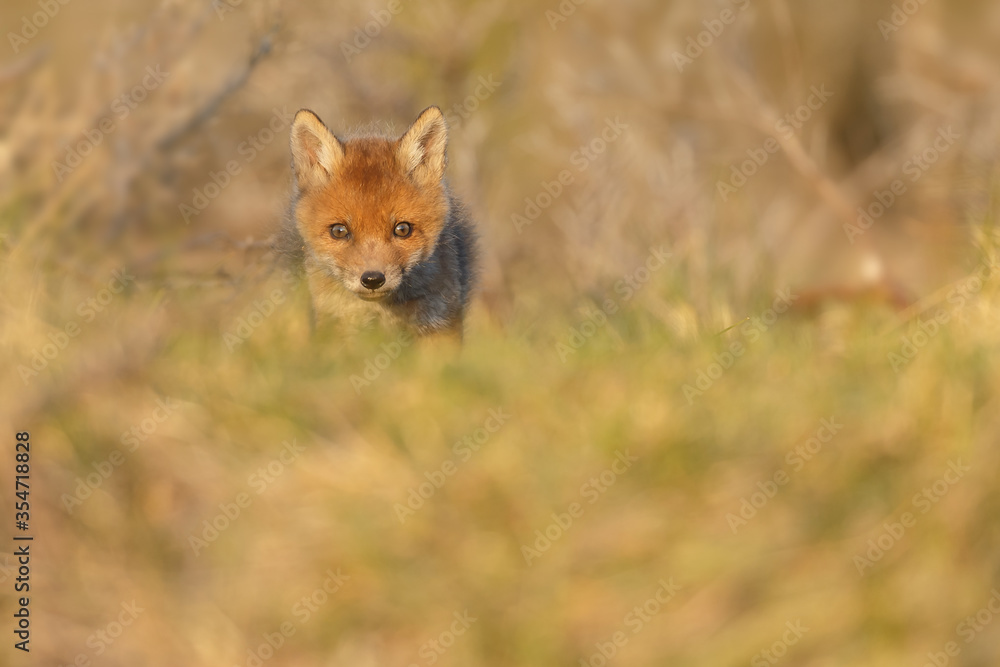 Fototapeta premium Red fox cub in nature on a springday.