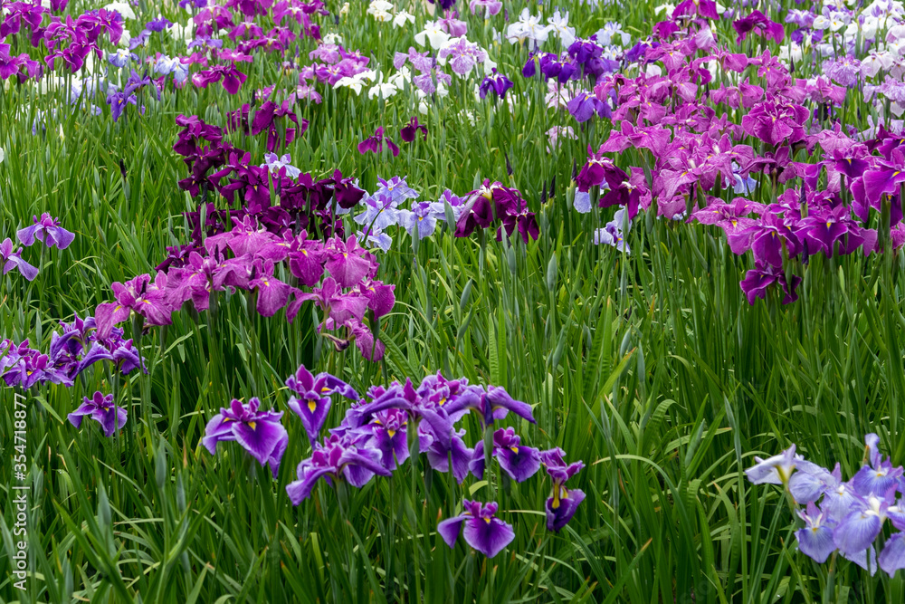 色鮮やかな菖蒲の花 東京都葛飾区 日本 色鮮やかな菖蒲の花 東京都葛飾区 日本