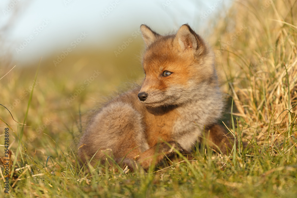 Red fox cub in nature on a springday. Red fox cub in nature on a springday.