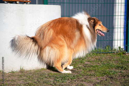Funny ginger rough collie dog is shitting in city park 
