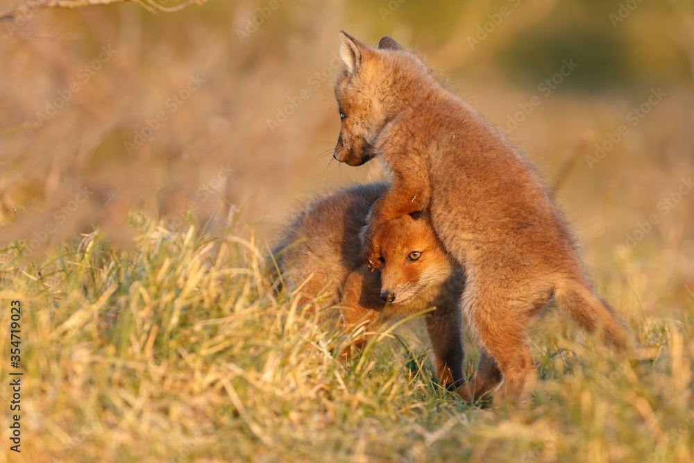 Obraz premium Red fox cub in nature on a springday.