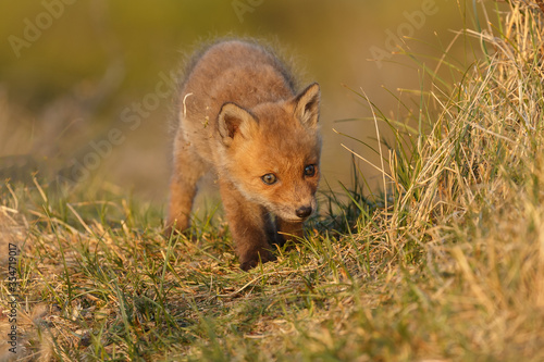 Red fox cub in nature on a springday.