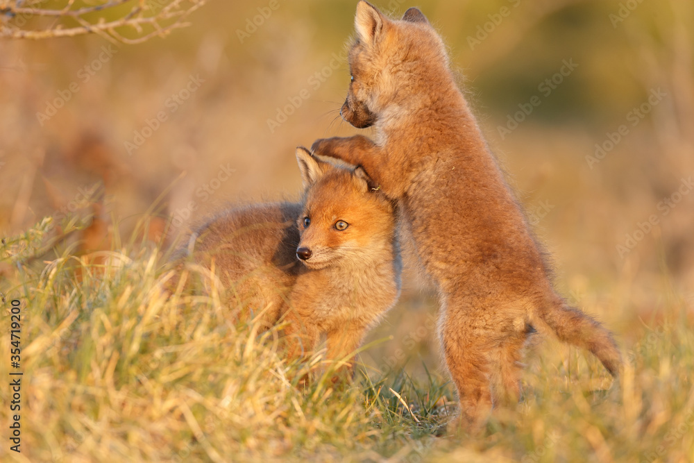 Fototapeta premium Red fox cub in nature on a springday.