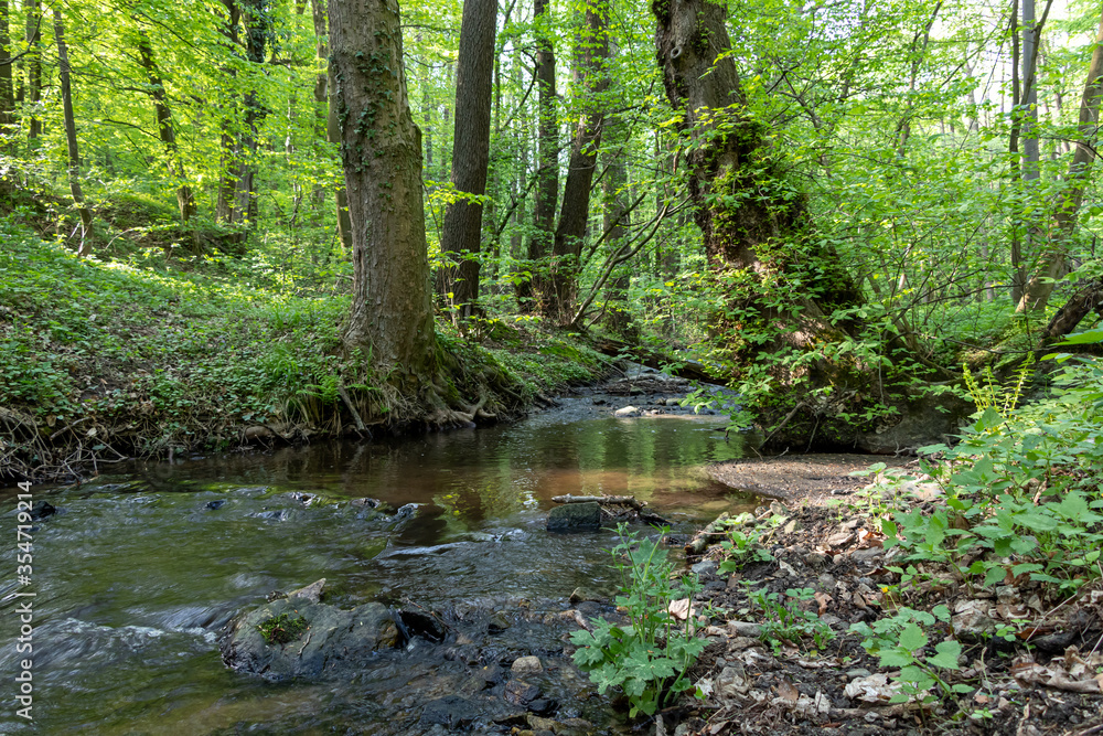 Green forest with mountain stream in Slovakia Green forest with mountain stream in Slovakia