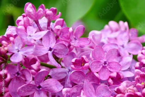 lilac flowers in the garden © Надежда Рудакова