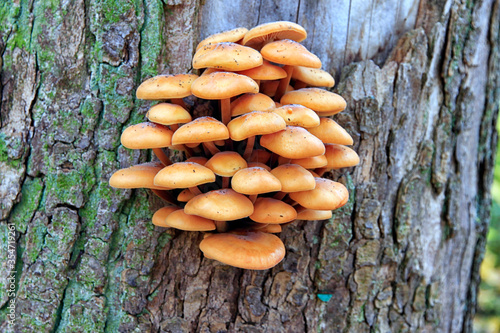 A group of fungi growing on a tree trunk.