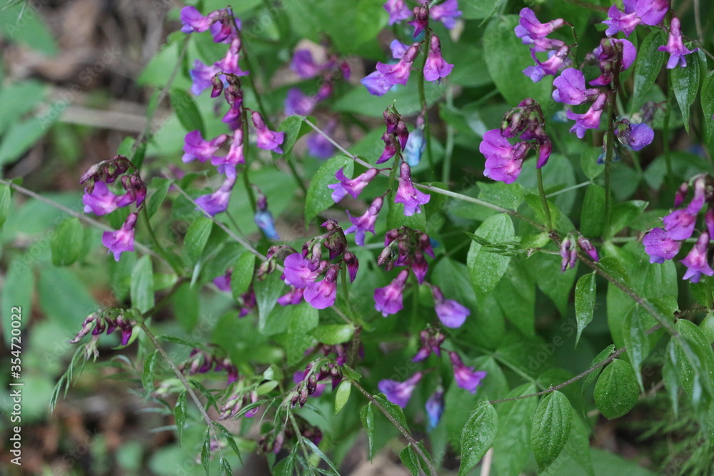 purple flowers in the garden purple flowers in the garden