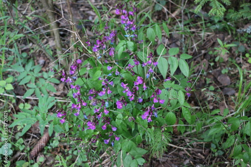 purple flowers in the garden