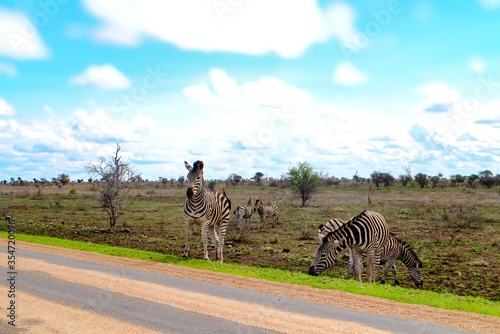 Fototapeta Naklejka Na Ścianę i Meble -  A zebra from a grazing herd is crossing the road during a safari in Krüger National Park, Lowveld Region, Limpopo and Mpumalanga, South Africa. 