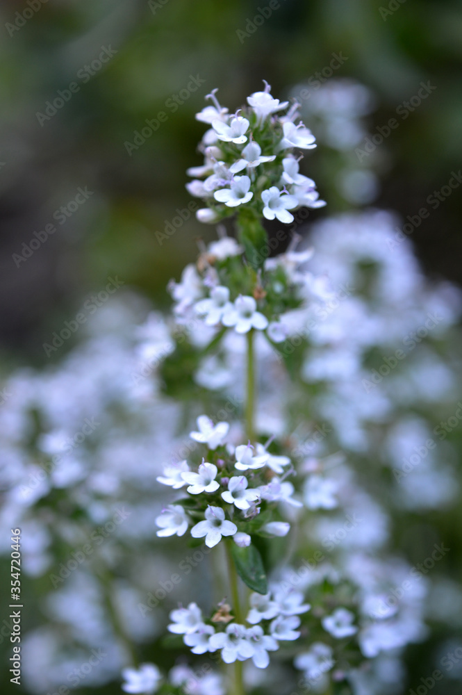 Portrait photo of thyme plant in bloom in the garden Portrait photo of thyme plant in bloom in the garden