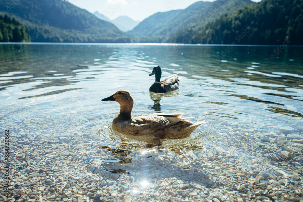 Duck swimming at the Alpsee lake in Germany