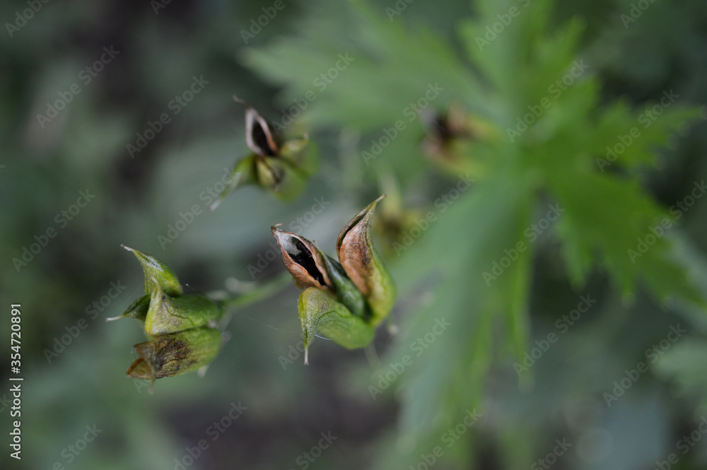 Landscape photo of delphinium larkspur seedpods Landscape photo of delphinium larkspur seedpods