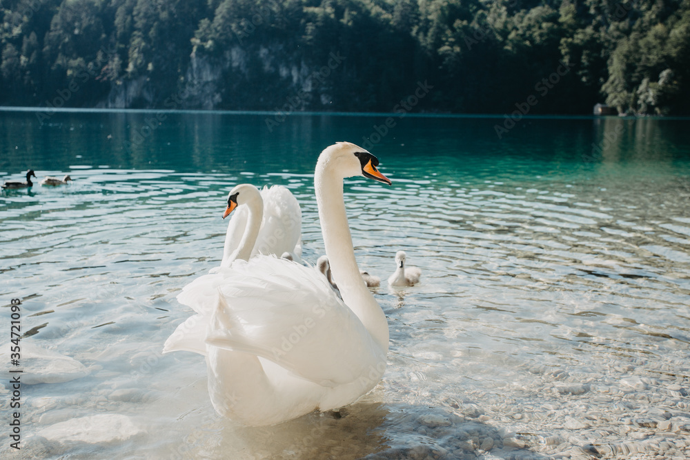 White swan in the lake of Alpsee